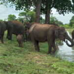 Udawalawe National Park: 4-Hour Safari Tour - Who Will Appreciate This Tour