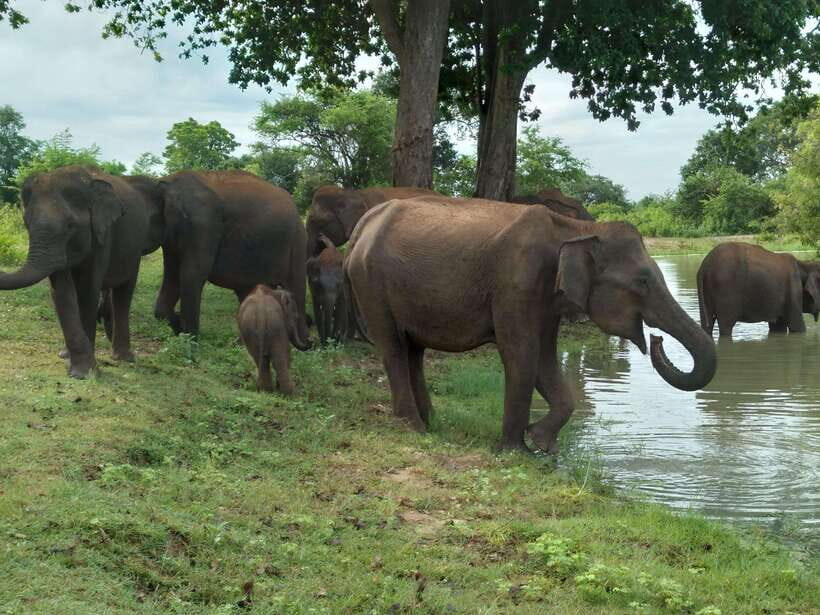 Udawalawe National Park: 4-Hour Safari Tour - Who Will Appreciate This Tour