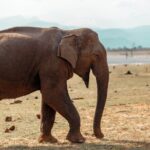 Udawalawe National Park Entrance Ticket with Private Safari - What to Expect on Your Safari: A Step-by-Step Breakdown