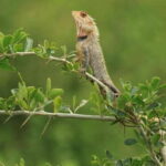 Udawalawe National Park | Full day-10 Hours | All Inclusive - The Sum Up: Why This Tour Matters