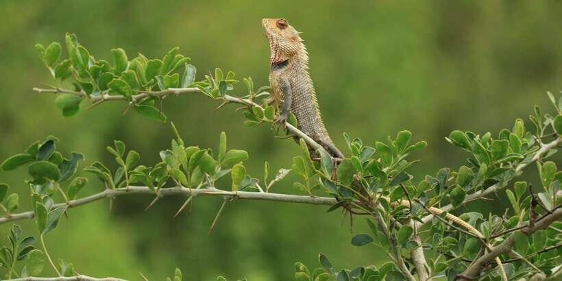 Udawalawe National Park | Full day-10 Hours | All Inclusive - The Sum Up: Why This Tour Matters