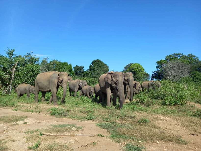 Udawalawe National Park: Half-Day Safari Tour - Who Will Love This Tour?