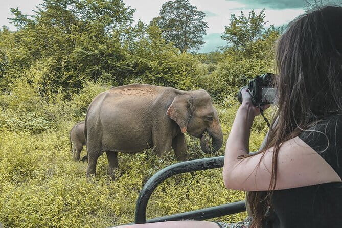 Udawalawe National Park Jeep Safari From Ella / Bandarawela - Authentic Wildlife Encounters and Expert Guidance
