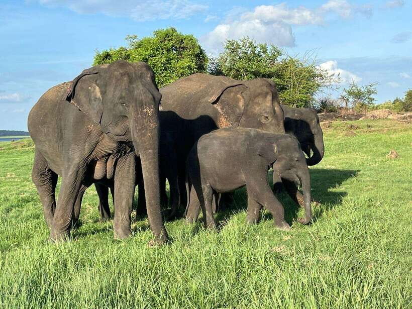 Udawalawe National Park: Private Safari - Who Is This Tour Best For?
