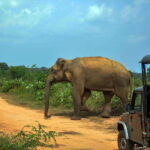 Udawalawe National Park Private Safari from Kalutara - Who Will Enjoy This Tour?