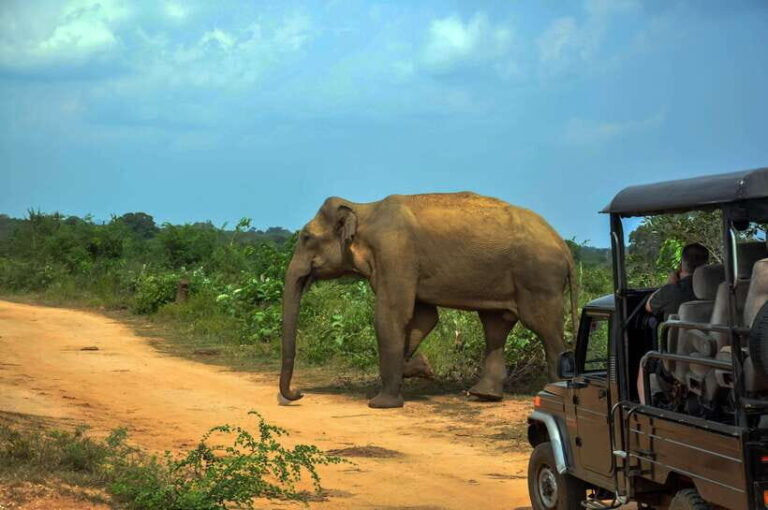 Udawalawe National Park Private Safari from Kalutara - Who Will Enjoy This Tour?
