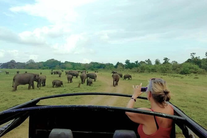 Udawalawe National Park Private Safari Tour - A Detailed Look at the Udawalawe Private Safari
