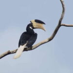 Udawalawe National Park Safari and Elephant Transit Home - The Value of Flexibility and Personal Attention