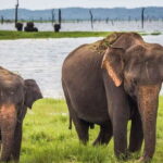 Udawalawe: National Park Safari & Elephant Transit Home Tour - The Safari in Udawalawe National Park