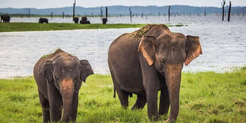 Udawalawe: National Park Safari & Elephant Transit Home Tour - The Safari in Udawalawe National Park