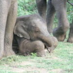 Udawalawe: National park safari & Elephant Transit Home Tour - Who Should Book This Tour?