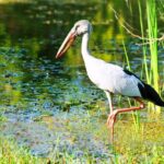 Udawalawe National Park Safari from Ahungalla - Potential Drawbacks and Considerations