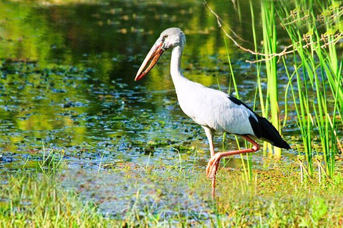 Udawalawe National Park Safari from Ahungalla - Potential Drawbacks and Considerations