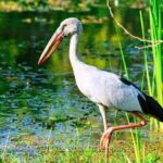 Udawalawe National Park Safari from Dikwella - Detailed Breakdown of the Experience