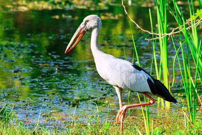 Udawalawe National Park Safari from Dikwella - Detailed Breakdown of the Experience