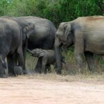 Udawalawe National park Safari From Galle/Mirissa/Weligama (All inclusive) - Authentic Encounters and Practical Tips