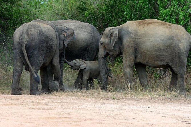 Udawalawe National park Safari From Galle/Mirissa/Weligama (All inclusive) - Authentic Encounters and Practical Tips