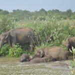 Udawalawe National Park Safari from Hikkaduwa - The Sum Up