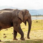 Udawalawe National Park Safari from Mirissa - Final Thoughts