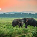 Udawalawe National Park Safari from Mount Lavinia - The Sum Up: Who Will Love This Safari?