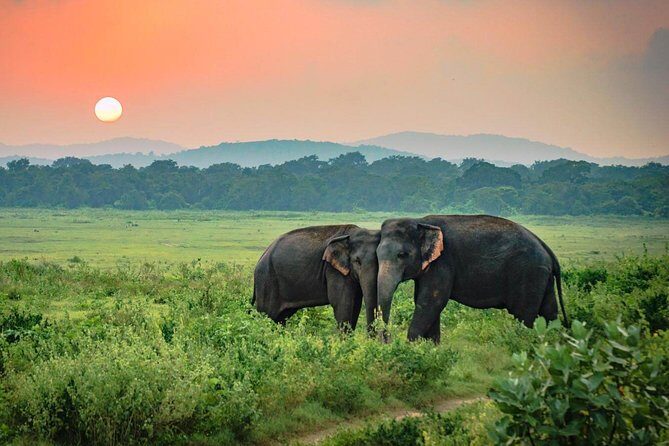 Udawalawe National Park Safari from Mount Lavinia - The Sum Up: Who Will Love This Safari?