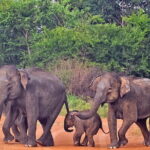 Udawalawe National Park Safari from Tangalle - The Sum Up