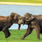 Udawalawe National Park Safari from Weligama - Who is this tour best suited for?