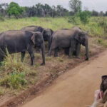 Udawalawe National Park Safari from Weligama - Who Should Consider This Experience?
