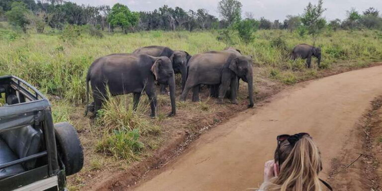 Udawalawe National Park Safari from Weligama - Who Should Consider This Experience?