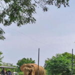 Udawalawe National Park Safari Tour - The Safari Experience: What Sets It Apart