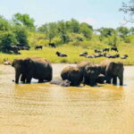 Udawalawe National Park Safari Tour - The Itinerary Breakdown