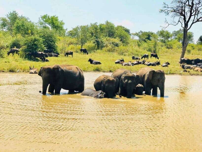 Udawalawe National Park Safari Tour - The Itinerary Breakdown
