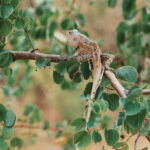 Udawalawe National Park Safari Tour - Final Thoughts