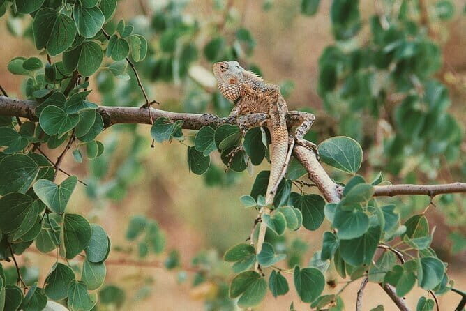 Udawalawe National Park Safari Tour - Final Thoughts