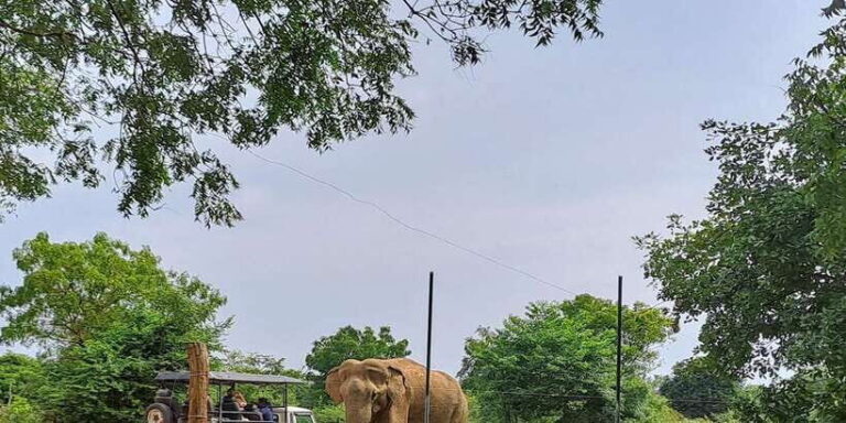 Udawalawe National Park Safari Tour - The Safari Experience: What Sets It Apart