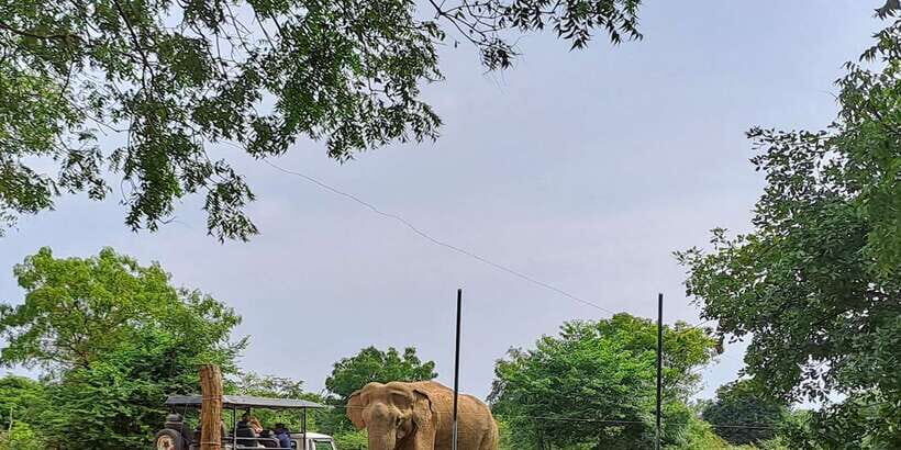 Udawalawe National Park Safari Tour