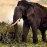 Udawalawe National Park: Safari with Experienced Driver - Final Words: Who Is This Safari Perfect For?