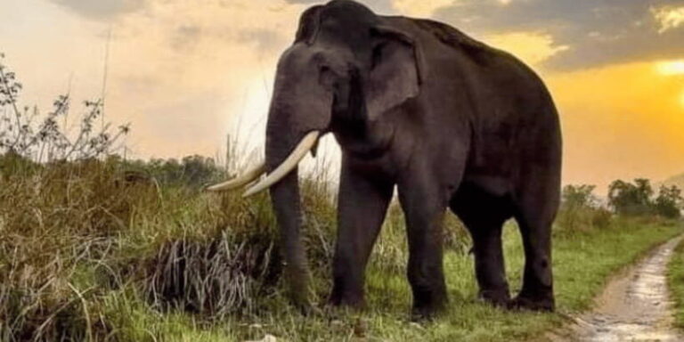 Udawalawe National Park: Safari with Experienced Driver - Final Words: Who Is This Safari Perfect For?