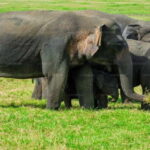 "Udawalawe National Park Safari with Pickup & Drop-off" - The Journey Begins: From Your Hotel to the Wildlife