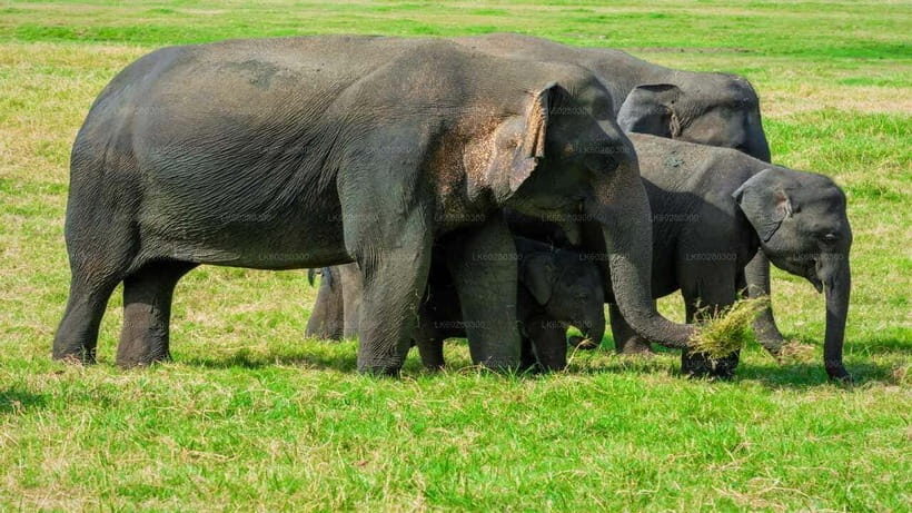 "Udawalawe National Park Safari with Pickup & Drop-off" - The Journey Begins: From Your Hotel to the Wildlife