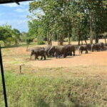 Udawalawe National Park Wildlife Safari from Galle - Who Should Consider This Tour?