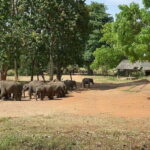 Udawalawe National park with Safari jeep & Entrance ticket - Balancing Value and Experience