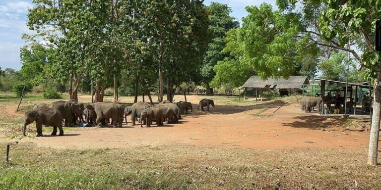 Udawalawe National park with Safari jeep & Entrance ticket - Balancing Value and Experience