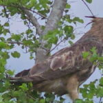 Udawalawe Safari Day Tour From Bentota/Aluthgama/Ahungalla - Key Points