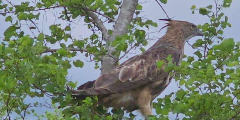 Udawalawe Safari Day Tour From Bentota/Aluthgama/Ahungalla - Key Points