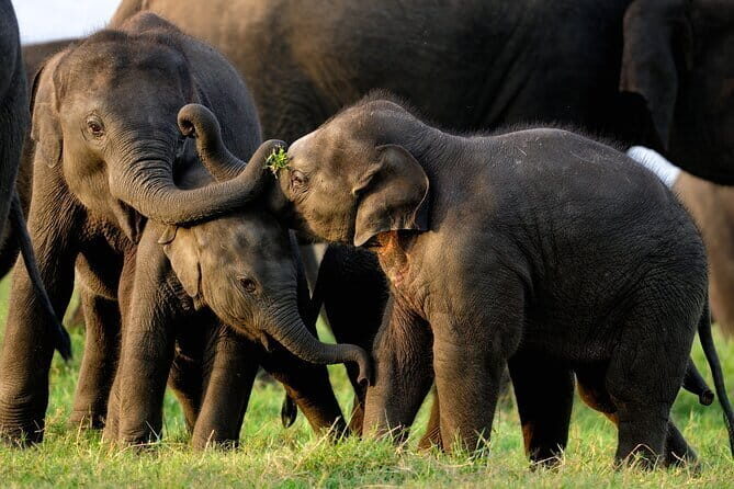 Udawalawe Safari & Elephant Orphanage visit from Hambantota port - Final Thoughts