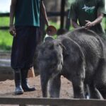 Udawalawe Safari & Elephant Transit Home Visit with Lunch from Hambantota Harbor - Summing Up: Who Should Take This Tour?