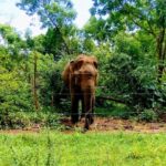 Udawalawe Safari - Private & Customize Tour - Who Should Consider This Tour?