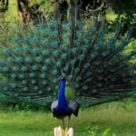 Udawalawe Safari Private Day Tour Kaluthara/Beruwala/Bentota/Kosgoda/Ahungalla - The Sum Up