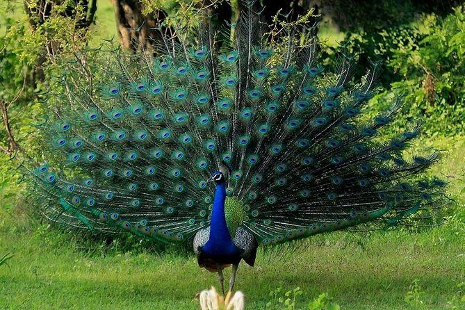 Udawalawe Safari Private Day Tour Kaluthara/Beruwala/Bentota/Kosgoda/Ahungalla - The Sum Up